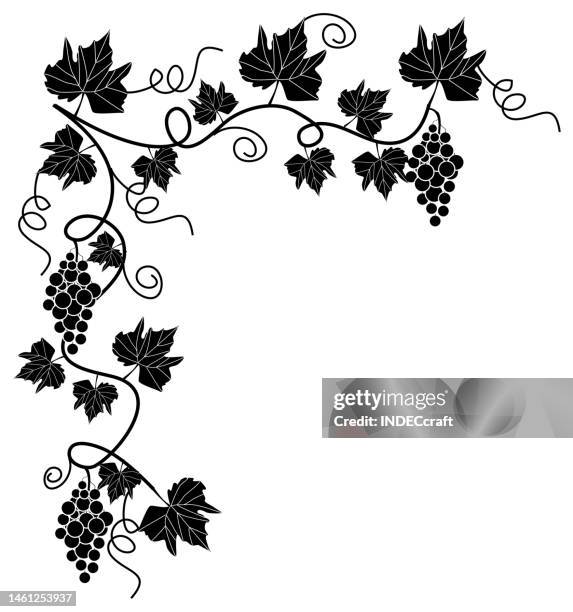 stockillustraties, clipart, cartoons en iconen met grapes vine - grapes on vine