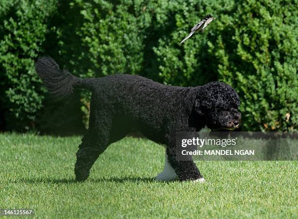 June 6, 2012 photo shows "Bo" the Obama family dog in the Rose Garden of the White House. AFP PHOTO/Mandel NGAN