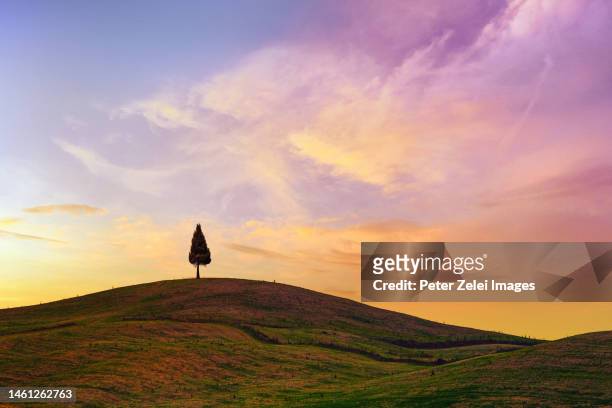 lonely cypress tree in tuscany - tuscany sunset stock pictures, royalty-free photos & images