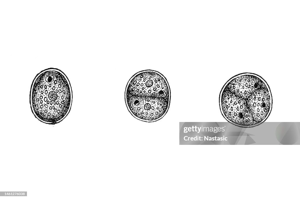 Contour euglena green protozoan