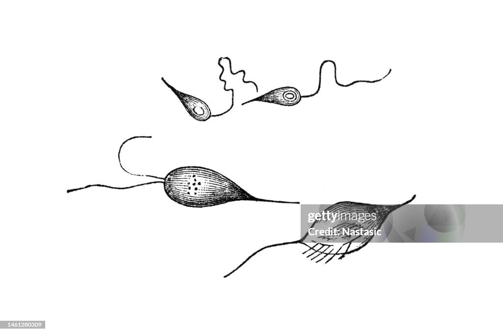 Cercomonas intestinalis