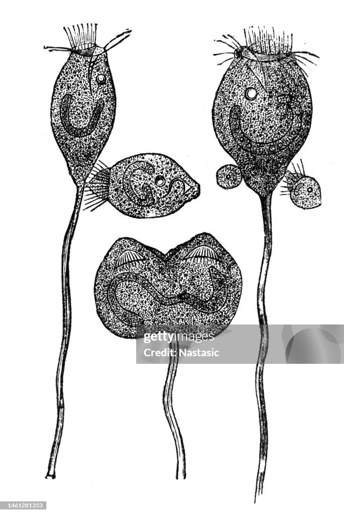 Vorticella Microstoma