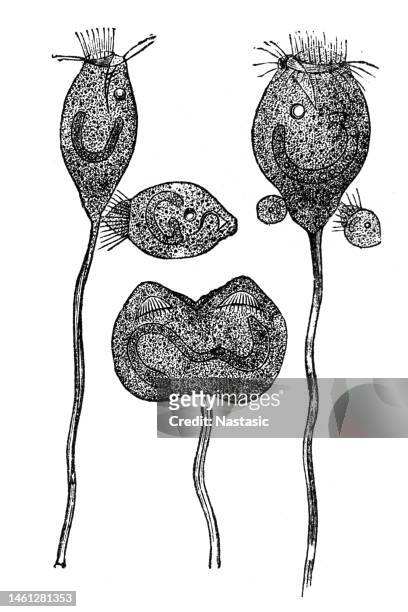 vorticella microstoma - chlorophyll stock illustrations