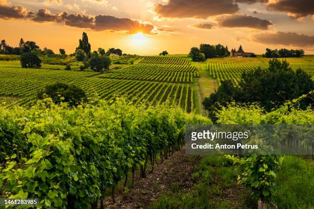 beautiful vineyards at sunset near a small town in france - ブルゴーニュ　harvest wine ストックフォトと画像