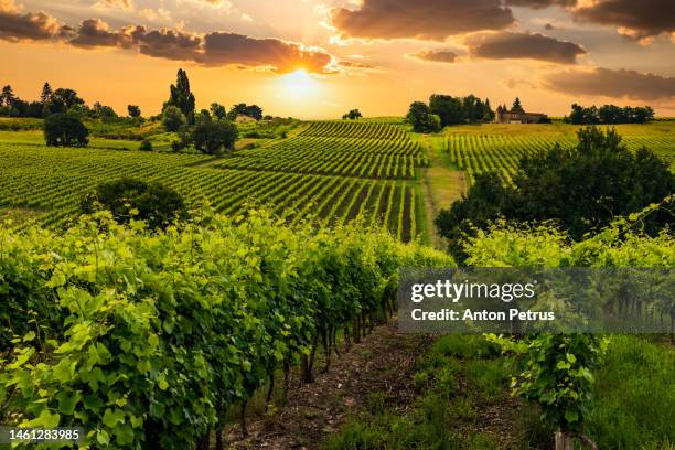 beautiful vineyards at sunset near a small town in france - winery landscape stock pictures, royalty-free photos & images