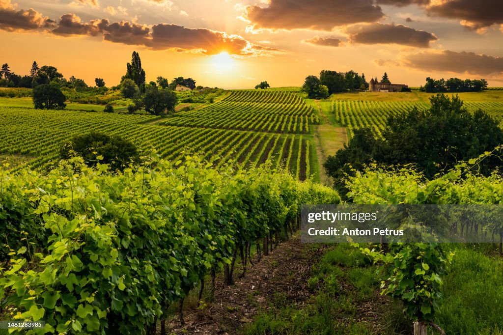 Beautiful vineyards at sunset near a small town in France