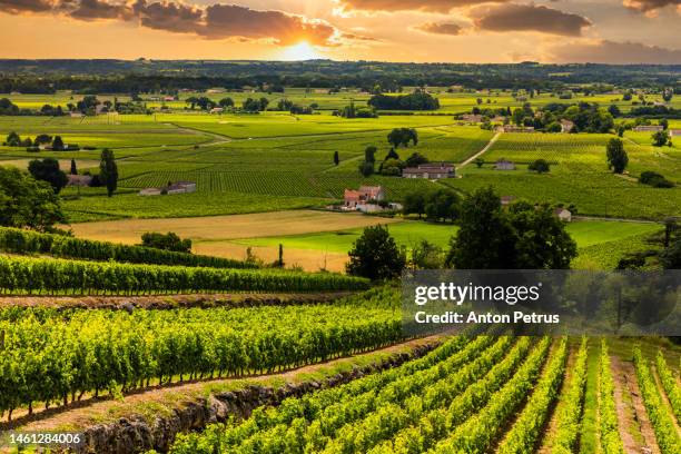 beautiful vineyards at sunset near a small town in france - gironde stock-fotos und bilder