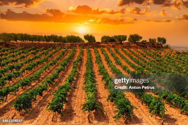 vineyards at sunset. valencia, spain - spanish vineyard stock pictures, royalty-free photos & images