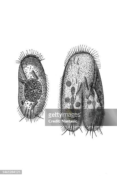 ilustraciones, imágenes clip art, dibujos animados e iconos de stock de protozoa - vacuola