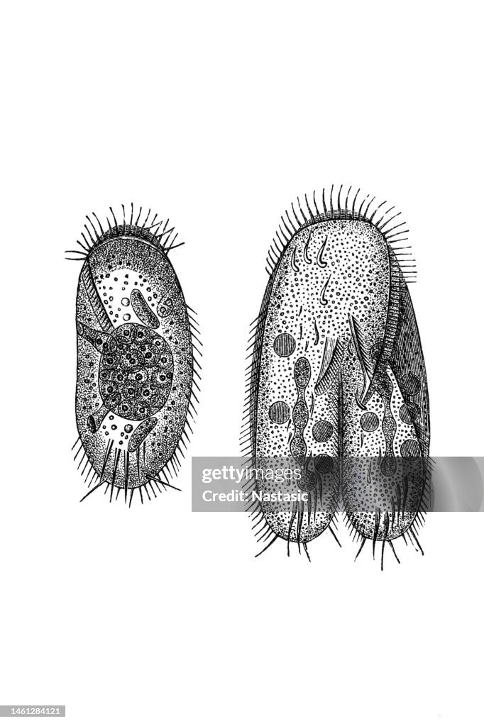 Protozoa