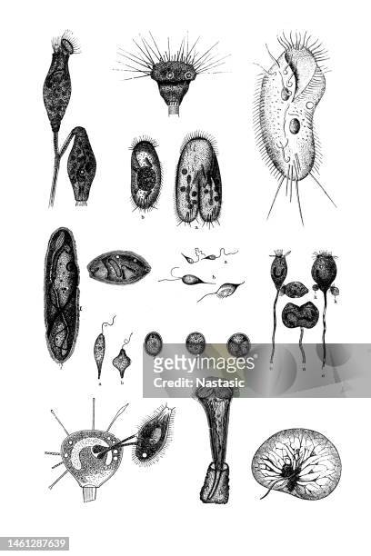 ilustrações de stock, clip art, desenhos animados e ícones de protozoa - amoeba
