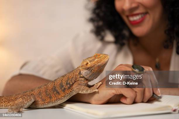 bearded dragon - baardagame stockfoto's en -beelden