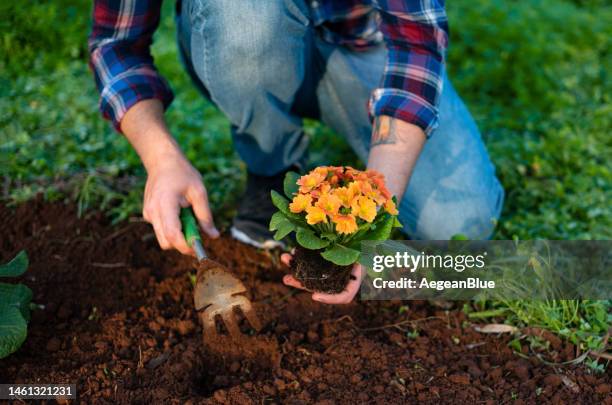 young man planting colorful flowers in his garden in spring - garden imagens e fotografias de stock