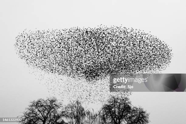 starling murmuration in an overcast sky at the end of the day - songbird flying stock pictures, royalty-free photos & images