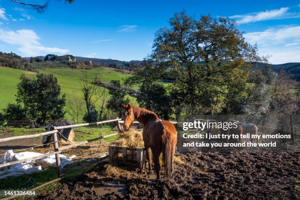 47 Casino Di Terra Stock Photos, HighRes Pictures, and Images Getty