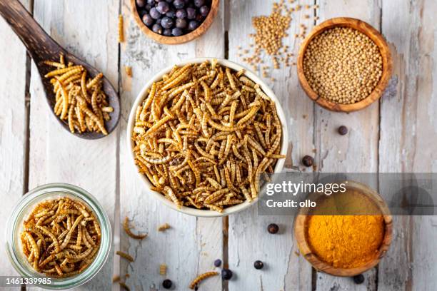 edible insects as meat substitute. mealworm - tenebrio molitor. - larva stock pictures, royalty-free photos & images