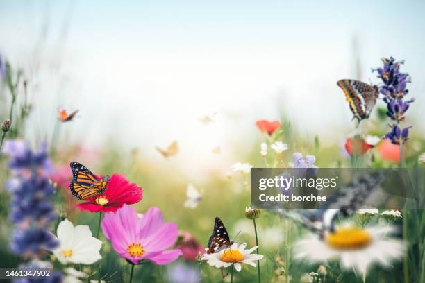 summer meadow - butterfly white background stockfoto's en -beelden