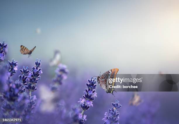 butterflies in lavender - white flowers stock pictures, royalty-free photos & images