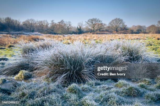 frozen grasses in winter sun - devon winer stock-fotos und bilder