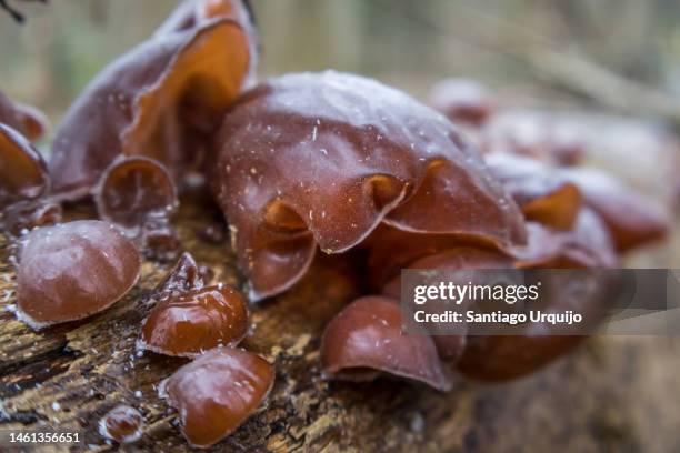 wood ear mushrooms (ascocoryne auricula-judae) on a tree stump - orelha de judas imagens e fotografias de stock