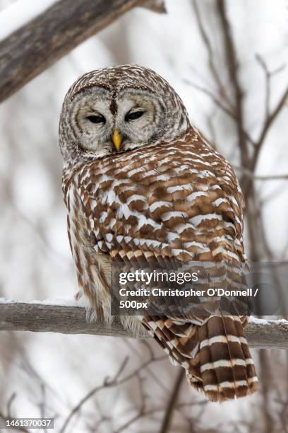 162 Food Chain Of An Owl Stock Photos High Biology Diagrams