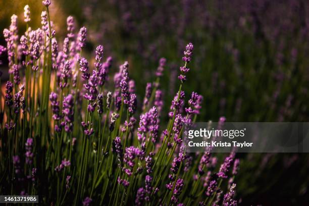 sunrise lavender - kalispell stock pictures, royalty-free photos & images
