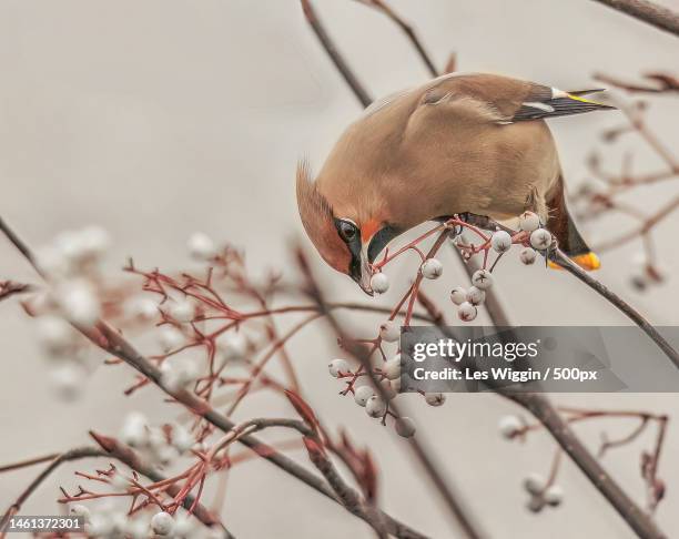 close-up of waxwing perching on branch,birches valley,rugeley,united kingdom,uk - seidenschwanz vogelart stock-fotos und bilder