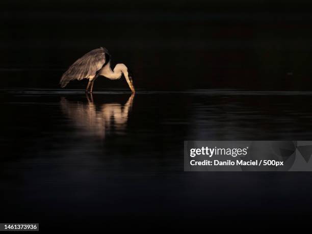 side view of heron perching on lake - maciel stock pictures, royalty-free photos & images