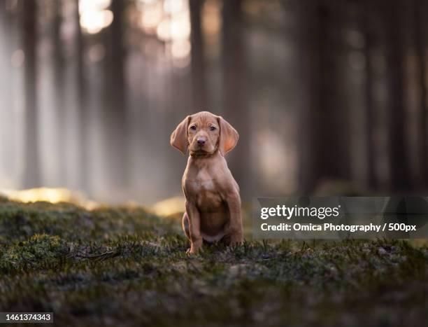 portrait of vizsla sitting on field,netherlands - vizsla fotografías e imágenes de stock