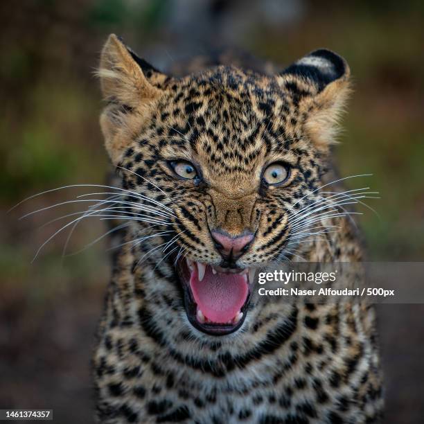 close-up portrait of leopard - leopard face stockfoto's en -beelden