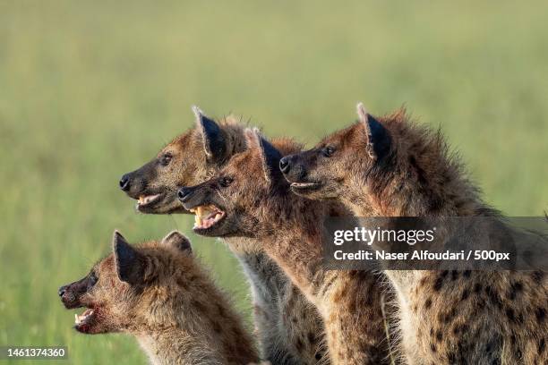 two bears play with red german shepherd - spotted hyena stock pictures, royalty-free photos & images