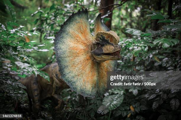 close-up of mushroom growing in forest - frilled lizard stock pictures, royalty-free photos & images