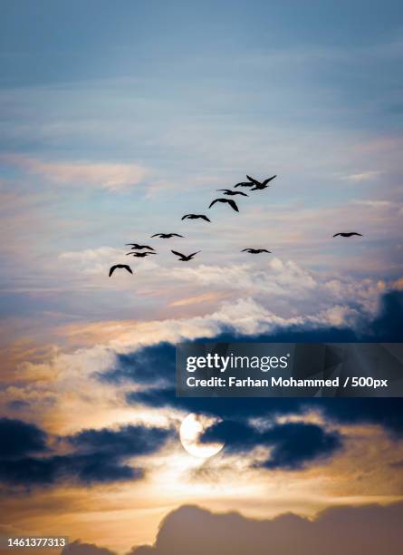 low angle view of birds flying against sky during sunset,india - birds flying in v formation stock pictures, royalty-free photos & images