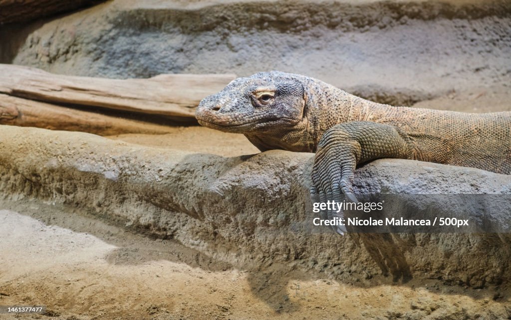 A close up of a komodo dragon siting on rocks Varanus komodoensis