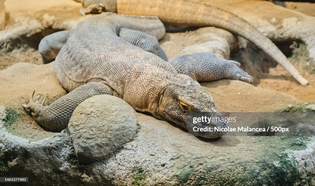 A close up of a komodo dragon siting on rocks Varanus komodoensis