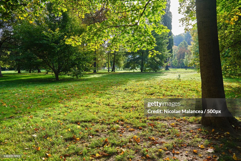 Morning Sunrise light through the trees in the park autumn