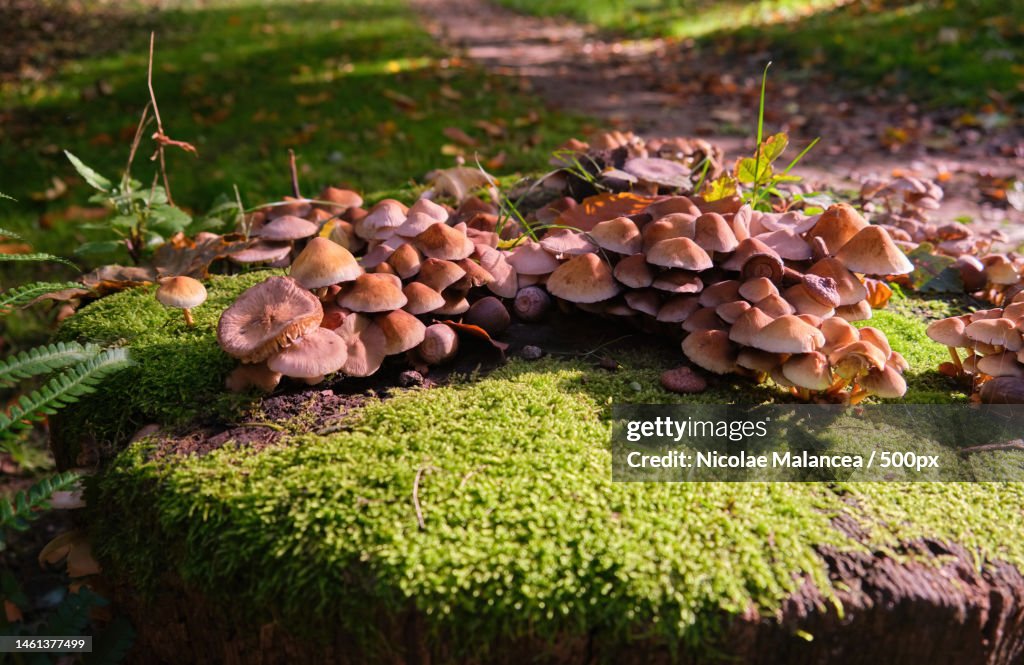 Close- Up growing Mushrooms Growing On Log wild in a forest