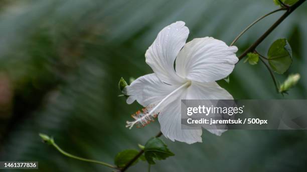 close-up of white flowering plant,estonia - hibiscus stock pictures, royalty-free photos & images