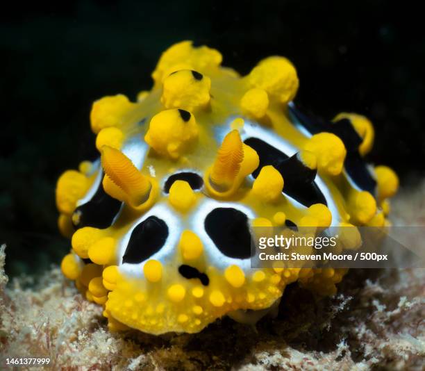 close-up of yellow fish swimming in sea,the keppels,queensland,australia - nakensnäcka bildbanksfoton och bilder