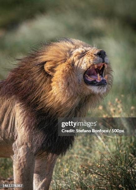 Stefano Felis Photos and Premium High Res Pictures Getty Images