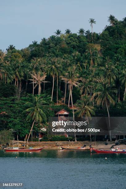 scenic view of palm trees by sea against sky,indonesia - rivier bos stock pictures, royalty-free photos & images