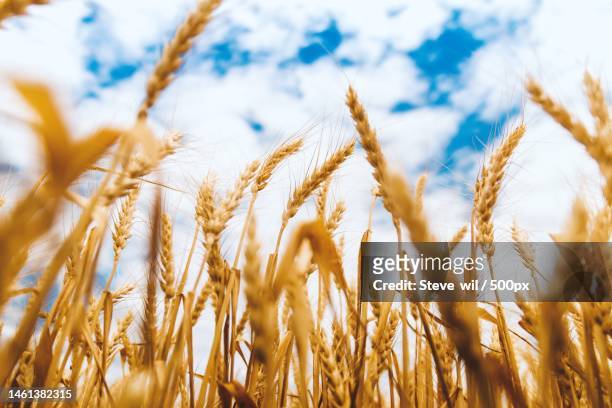 close-up of wheat growing on field against sky - ear of wheat stock pictures, royalty-free photos & images