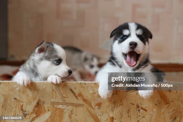 close-up of puppies in crate,indonesia - puppy crate stock pictures, royalty-free photos & images
