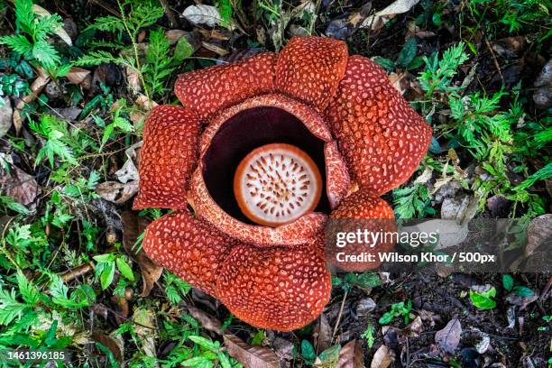 high angle view of mushroom growing on field - rafflesia arnoldii stock pictures, royalty-free photos & images