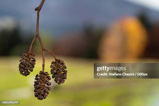 close-up of dried plant,lago di caldonazzo,provincia autonoma di trento,italy - provincia di trento stock-fotos und bilder