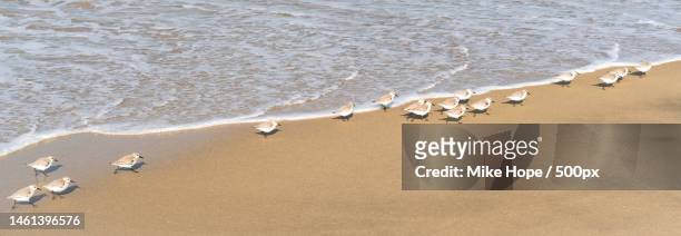 little sanderlings on the warters edge,redondo beach,california,united states,usa - beach panoramic stock pictures, royalty-free photos & images