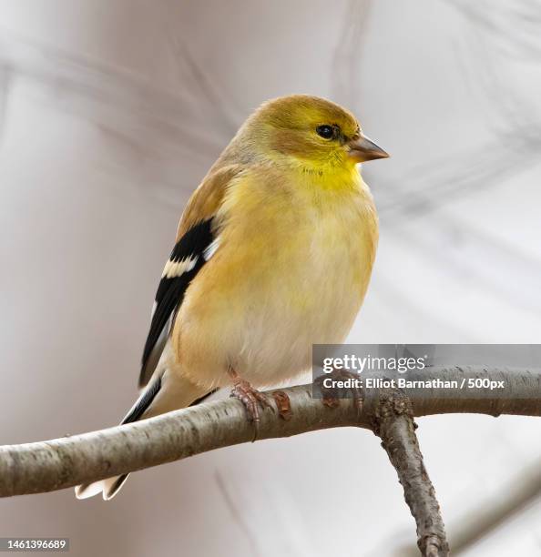 close-up of gold finch perching on branch,havertown,pennsylvania,united states,usa - carduelis carduelis stock pictures, royalty-free photos & images