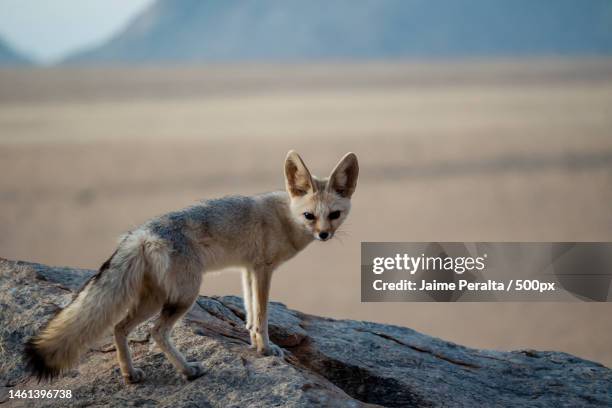 portrait of fennec red fox standing on rock,namibia - fennec fox stock pictures, royalty-free photos & images