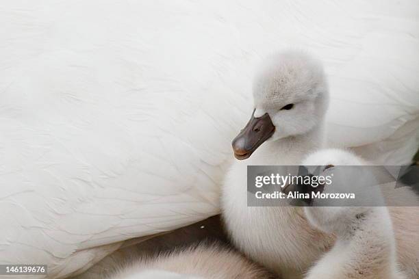 mute swan cygnets - cygnet stock pictures, royalty-free photos & images