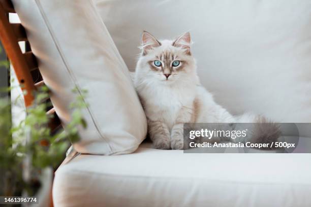 portrait of cat sitting on sofa at home,minnesota,finland - sibirisk katt bildbanksfoton och bilder